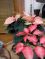 Poinsettias today