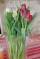 birthday tulips!