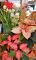 new year flowers
