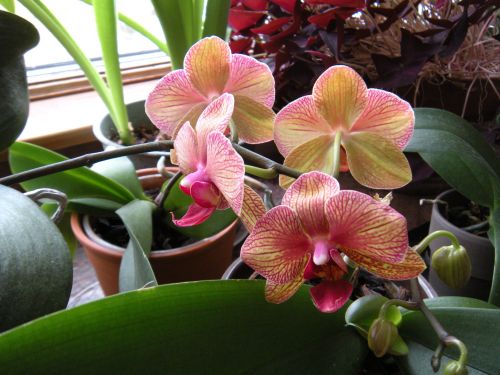 orchids 1
