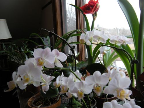 orchids and amaryllis