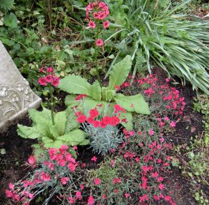 beautimous garden for blog post