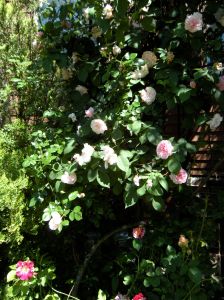 climbing roses 