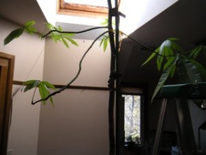 . . . tree dropping leaves on May 6th