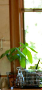 . . . plant starting out on the kitchen counter years ago