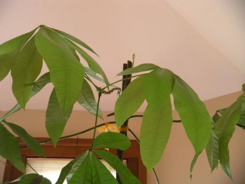 . . . money tree with tiny sproutlet on top 