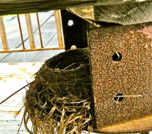 . . . nest built under the hibachi on the back deck