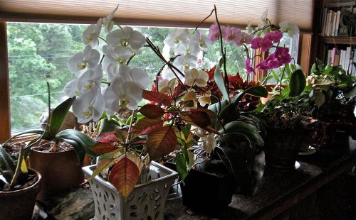  . . .  orchid plant shelf 