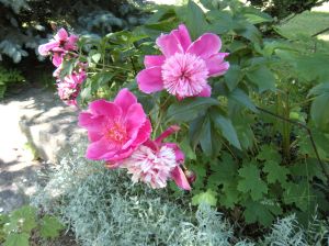 peonies along the driveway