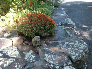 chrysanthemum with gargoyle