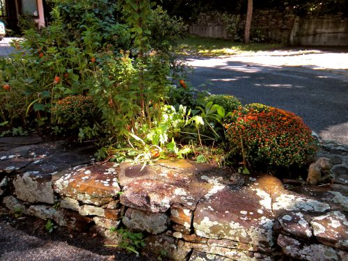 newly planted chrysanthemums and perennial chinese lanterns 
