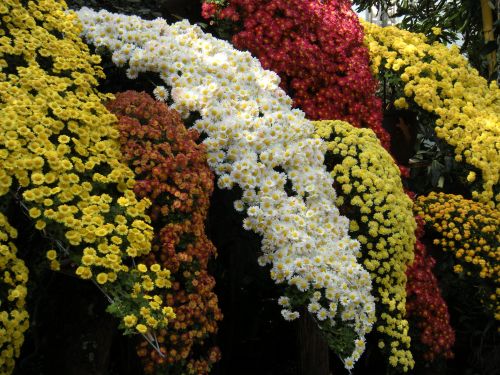 mums closeup sprays
