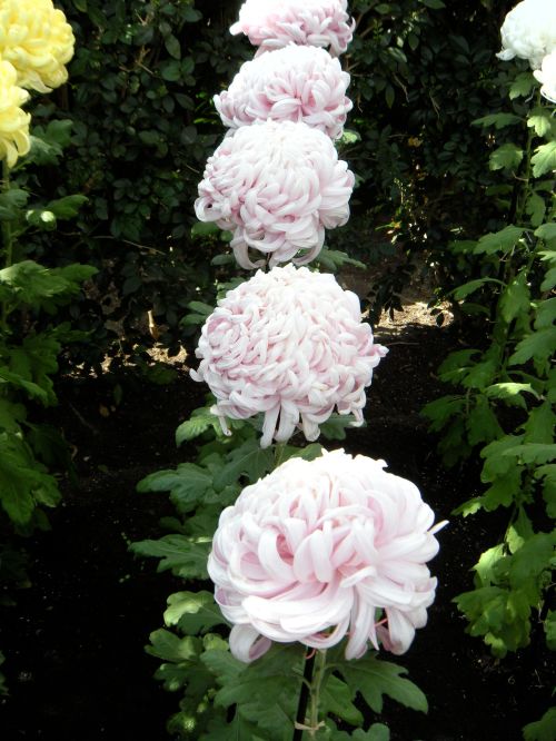 mums pink football in a row