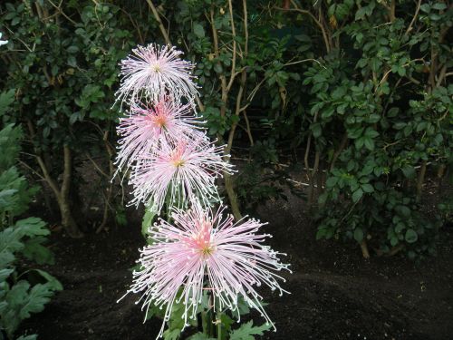 mums pink spyder row