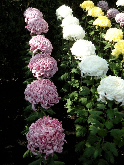 mums rose football mums