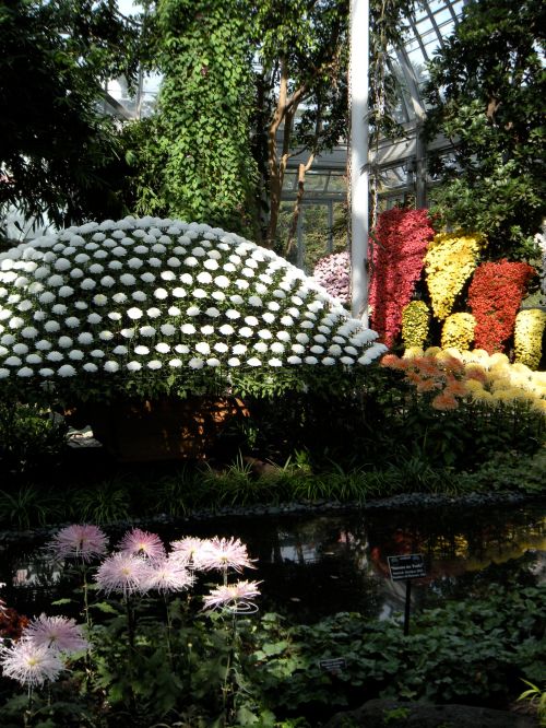 mums tableau with sprays 2