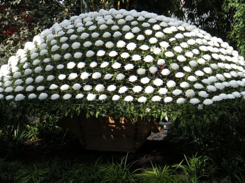 mums white tableau front