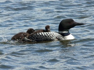 loon and babies bp