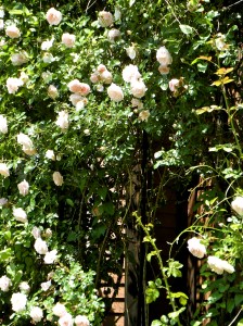 'new dawn' rose arbor . . . 