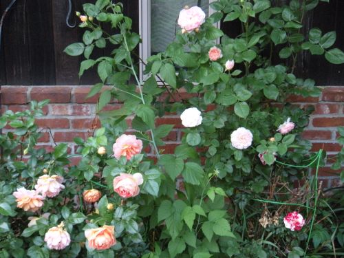 everything's coming up roses! (or at least a few might be . . .) 