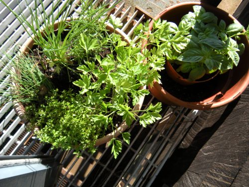 parsley, (basil), rosemary and thyme by the back door. . . 