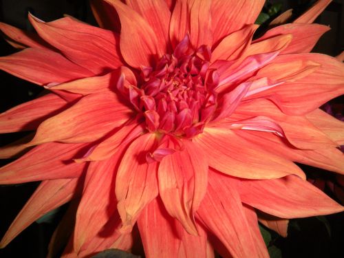 dahlia 1