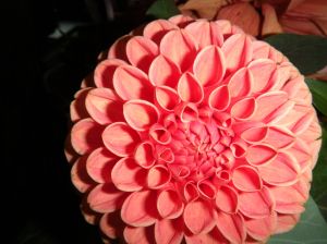 dahlia 7jpg