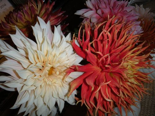 group of dahlias