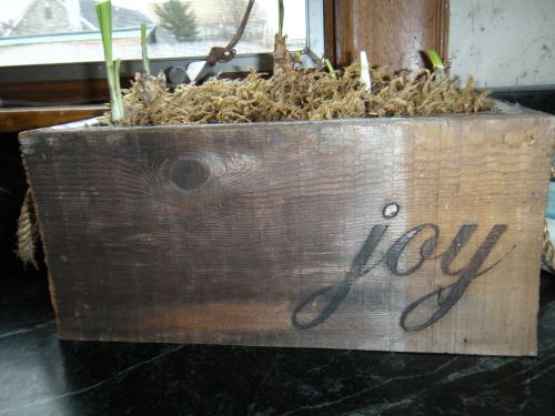 "Joy" planter, a gift from C. last year with new growth . . . 