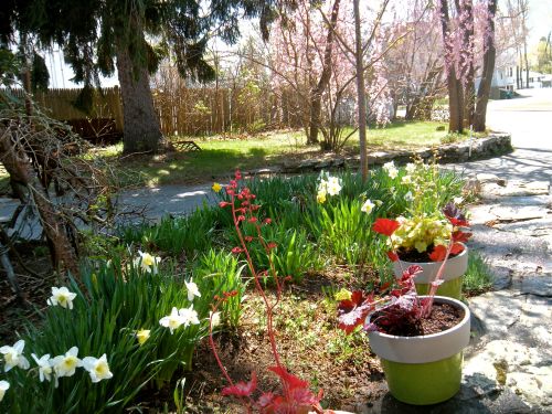 garden with planters
