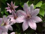 clematis %22Montana%22