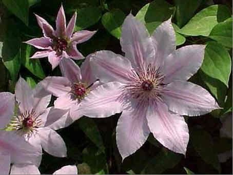 clematis %22Montana%22
