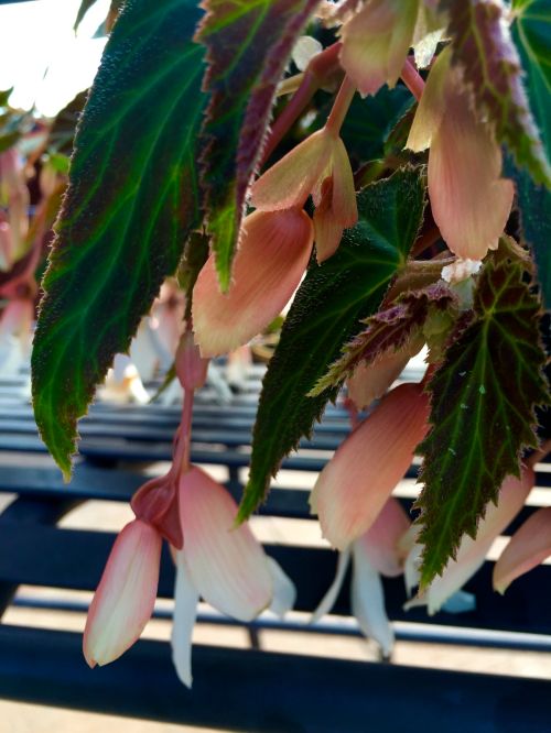 hanging begonia 1