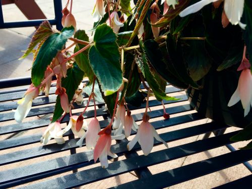 hanging begonia 2