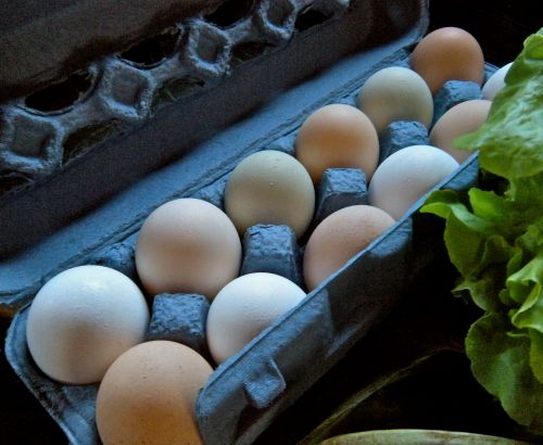 farm fresh eggs
