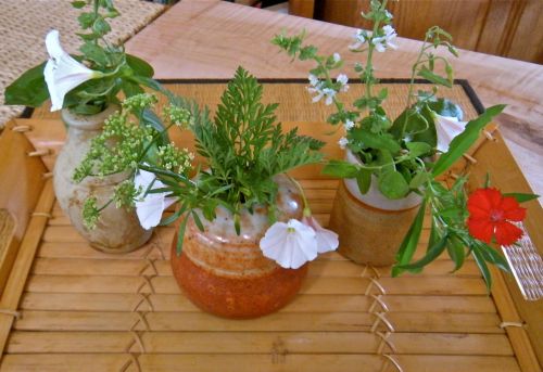 herbs in pots 2