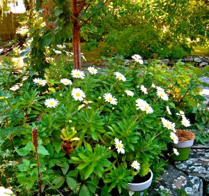 montauk daisies first