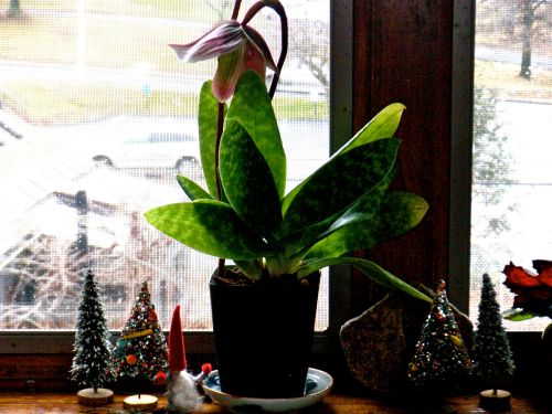 lady slipper orchid Dec. 23