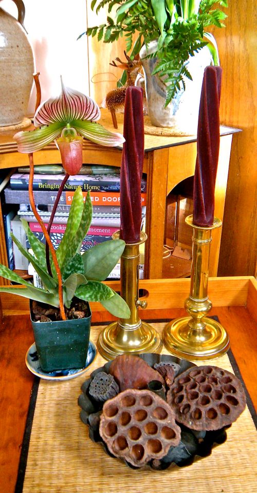 a "pathiopedilum" (lady slipper) orchid that C. gave me . . . 