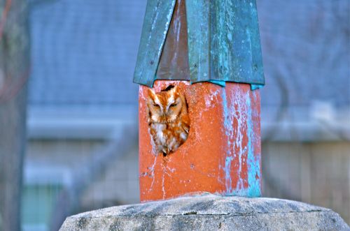 a second visit by our little screech owl 