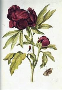 Marie Sibylla Merian - botanical engraving (c. 1705)