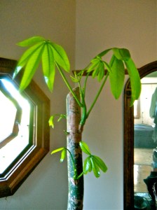 photo taken june 26th