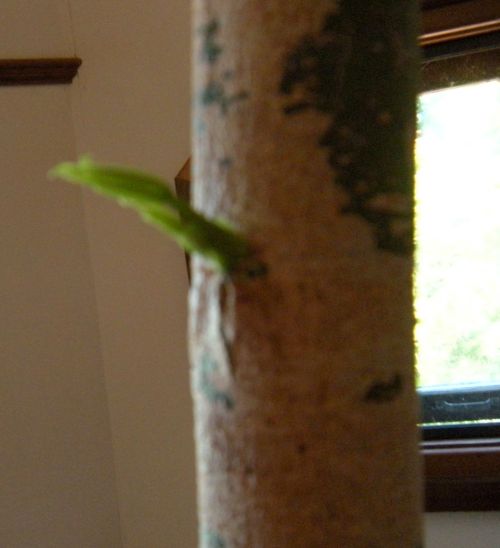 the "mama" shoot, now growing multiple leaves! 