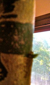 one of four more "baby shoots" coming along. . . 