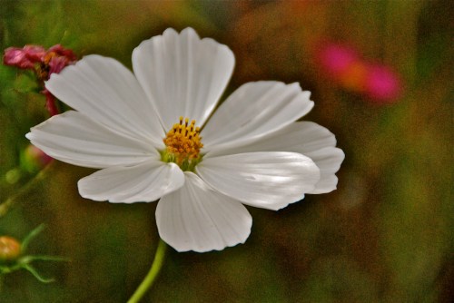 "focused and cropped" . . . 