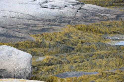 lovely textured landscape in Nova Scotia near our cottage. . . 