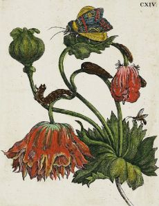 botanical engraving by Maria Sibylla Merian (1711) . . . 