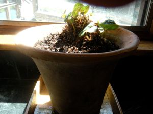 cyclamen corms . . . still surviving 