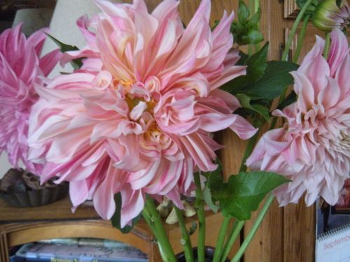 a FIESTA of dahlias from Fivefork Farms this a.m. . .