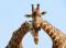 giraffe_couple_in_love_600
